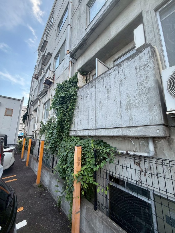 浦安市の建物外周のツタ除去 施工前 2
