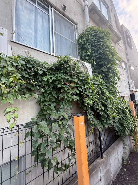 浦安市の建物外周のツタ除去 施工前 3